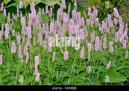 Common Bistort - Persicaria bistorta Mass of flowers Stock Photo