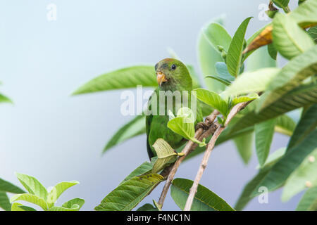 Ceylon Hanging-Parrot specie Loriculus beryllinus Stock Photo