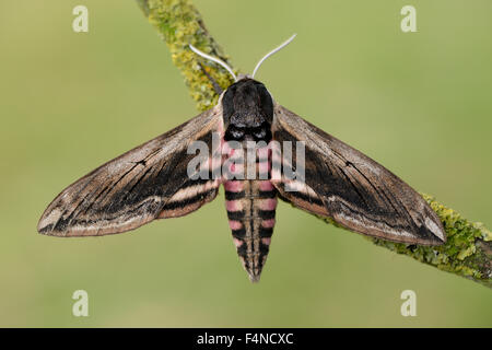 Privet Hawk Moth, Sphinx ligustri Stock Photo