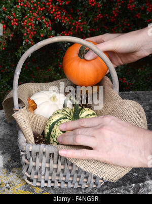 Adding a small sugar pumpkin to a basket full of gourds and pumpkins on a stone bench Stock Photo