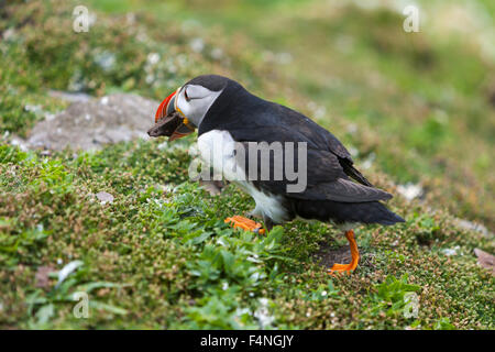 Atlantic Puffin Fratercula arctica, adult, carrying stone, Skellig Rock Great, County Kerry, Republic of Ireland in July. Stock Photo