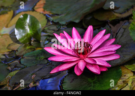 Pink lotus blossoms or water lily flowers blooming on pond Stock Photo