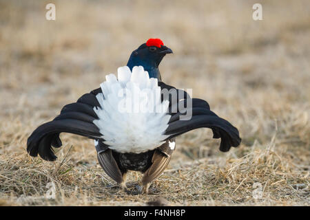 Black Grouse Tetrao tetrix, male displaying at lek site, Kuusamo, Finland in April.