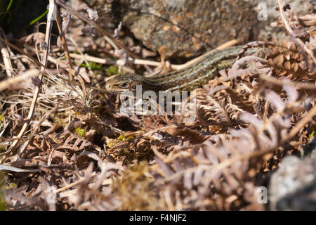 Common lizard Zootoca vivipara, perched on bark, Ardnamurchan Peninsula, Scotland, UK in May. Stock Photo