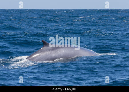 Fin whale Balaenoptera physalus, adult, surfacing, south-west of São Miguel, Azores in April. Stock Photo