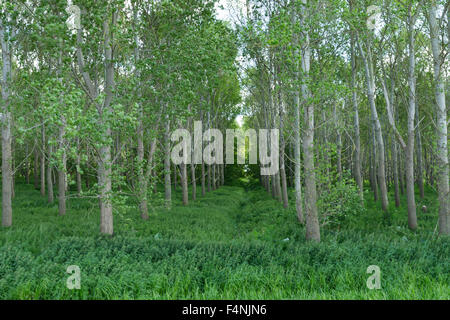 Landscape view of marshes, woodland and skyline, Lakenheath Fen, Suffolk, UK in June 2015. Stock Photo