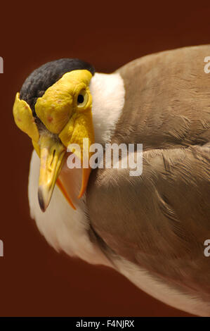 Closeup Portrait of a Masked lapwing / Masked Plover, (Vanellus miles). Stock Photo