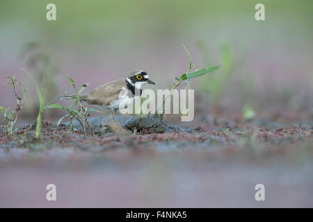 Little ringed plover Charadrius dubius, migrant, foraging on marsh, Tiszaalpár, Hungary in June. Stock Photo