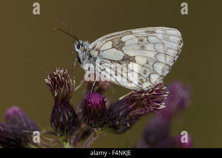 Marbled White Melanargia galathea, imago, roosting on thistle, Alners Gorse, Dorset, UK in July. Stock Photo