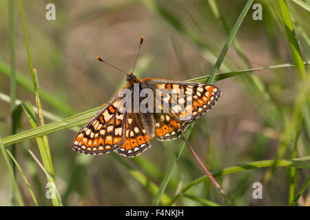 Marsh fritillary Euphydryas aurinia, male, basking in meadow at Hazelbury Common, Wiltshire, UK in May. Stock Photo