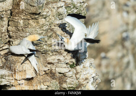 Northern gannet Morus bassanus, two adults, squabbling at nesting site on cliffs, Bempton Cliffs, Yorkshire, UK in June. Stock Photo