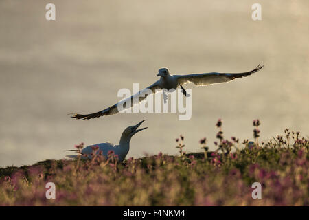 Northern gannet Morus bassanus, adult, landing on cliff-top, Bempton Cliffs, East Riding of Yorkshire, UK in June. Stock Photo