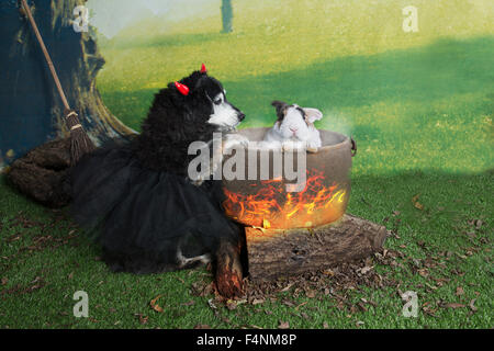 A comical Halloween image of a Black terrier dog pretending to cook  a white rabbit in a pot (no animal was harmed ) Stock Photo