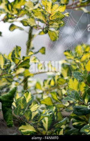 Araneus diadematus. Common orb weaver spider on a web in a holly bush in the autumn Stock Photo