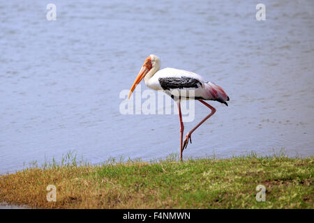 Painted stork (Mycteria leucocephala), adult, standing by water, Udawalawe National Park, Sri Lanka Stock Photo