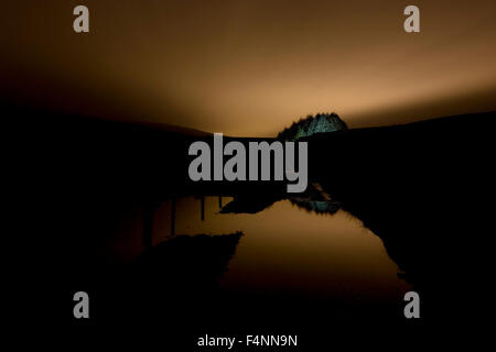 Pine trees lit up at night reflecting in puddles on a moorland track Stock Photo