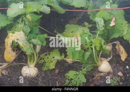 Brassica rapa . Turnip 'Tiny Pal' under protective netting in a vegetable garden Stock Photo