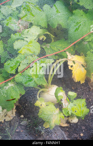 Brassica rapa . Turnip 'Tiny Pal' under protective netting in a vegetable garden Stock Photo