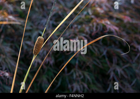 Typha laxmannii. Bulrush / Graceful Cattail plant in autumn Stock Photo