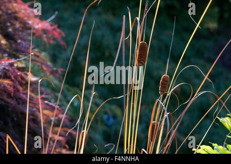Typha laxmannii. Bulrush / Graceful Cattail plant in autumn Stock Photo