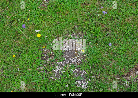 Small Scabious  and Cat's Ear growing in chalky soil on Trundle Hill. Stock Photo