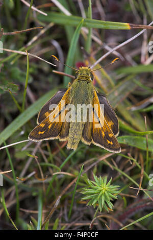 Silver-spotted skipper Hesperia comma, male imago, resting on ground, Aston Rowant, Oxfordshire, UK in August. Stock Photo