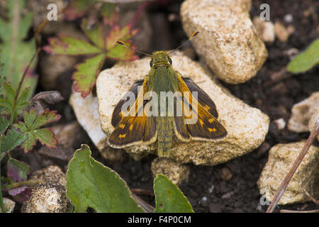 Silver-spotted skipper Hesperia comma, male imago, resting on ground, Aston Rowant, Oxfordshire, UK in August. Stock Photo