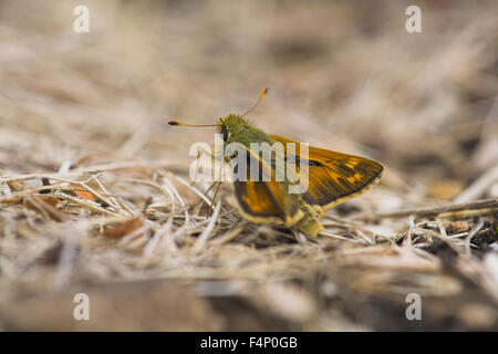 Silver-spotted skipper Hesperia comma, male imago, resting on ground, Aston Rowant, Oxfordshire, UK in August. Stock Photo