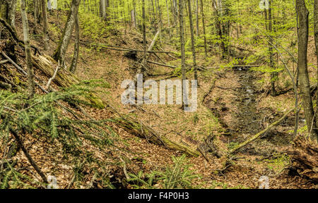 Primeval beech forest on borders between Slovakia and Ukraine in eastern Europe Stock Photo