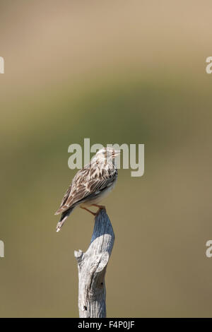 Woodlark Lullula arborea, adult, perched on branch and calling, Kalloni Salt Pans, Lesvos, Greece in May. Stock Photo