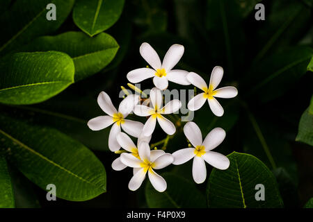 White Plumeria Alba, Frangipani or West Indian Jasmine flower Stock Photo