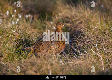 Red Grouse Lagopus lagopus, adult female, hidden in grass, Glenkyllachy, Scotland, UK in April. Stock Photo