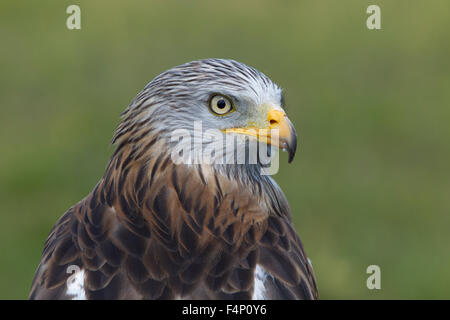 Red kite Milvus milvus (captive), adult female, head shot, Hawk Conservacy Trust, Hampshire, UK in June. Stock Photo