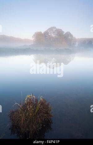 A copse of deciduous trees near Elterwater in a foggy Langdale Valley Stock Photo