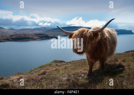 Scottish Cattle Scotland Isle of Mull Stock Photo