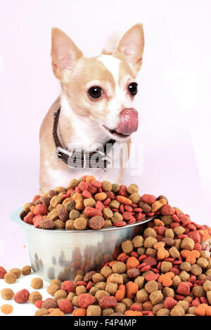Small chihuahua dog licking his lips and nose ready to eat dog food that's spilling over from a tin silver bowl on a white backg Stock Photo