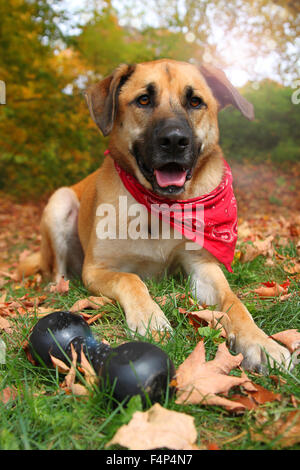 Handsome large mixed Boxer, Retriever, Sheppard breed dog, sitting on an autumn background Stock Photo