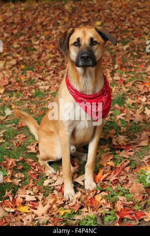Handsome large mixed Boxer, Retreiver, Sheppard breed dog, wearing a red scarf sitting on an autumn background of fallen leaves Stock Photo