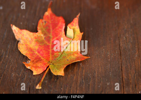 Dried colorful Fall leaf in red and yellow on wooden background Stock Photo