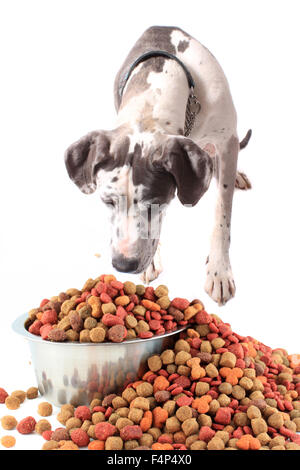 Great Dane with spotted fur lookiing or sniffing overflowing dog food in a bowl isolated on a white background Stock Photo