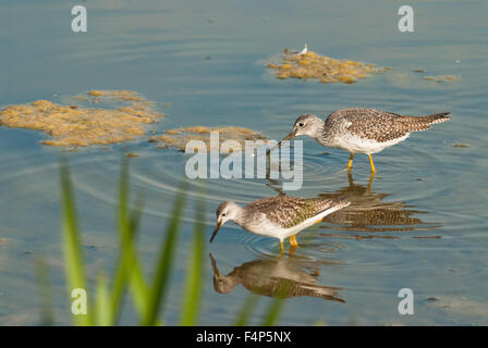 A pair of greater yellowlegs, Tringa melanoleuca, foraging for food in the early fall in the Sturgeon River, Alberta, Canada Stock Photo