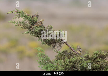 Ortolan Bunting (Emberiza hortulana) Stock Photo