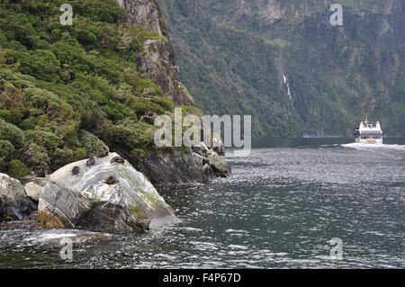 Tourist launch leaves fur seals at Milford Sound, Fiordland, New Zealand Stock Photo