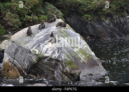Fur seals basking at Milford Sound, Fiordland, New Zealand Stock Photo