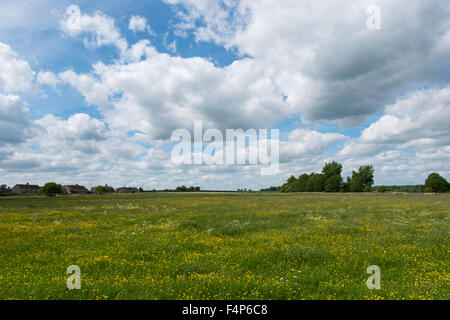 A field of buttercups in Fairford, Gloucestershire, UK Stock Photo