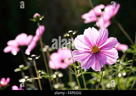 pink flowers in garden Stock Photo