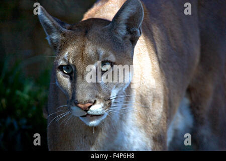 A Florida panther in the Everglades National Park January 26, 2005 near Homestead, Florida. Stock Photo