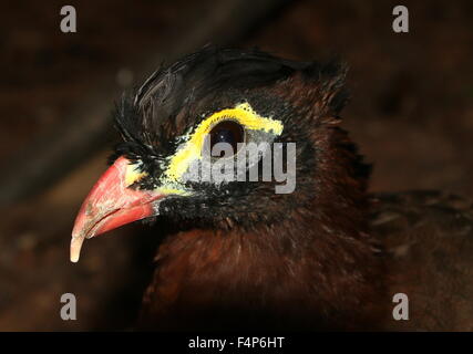 South American Nocturnal curassow (Nothocrax urumutum) Stock Photo