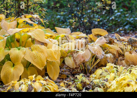 Hosta plant leaves - autumn colors Hostas Stock Photo