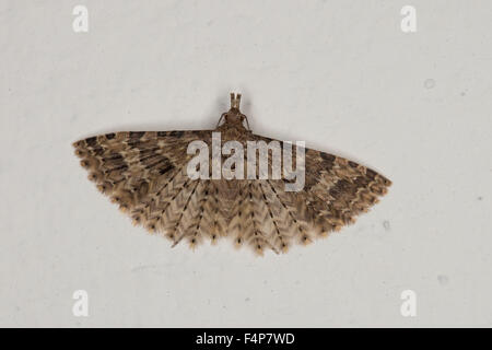 Twenty-plume Moth, Alucita hexadactyla, Alucita polydactyla, Phalaena hexadactyla, Geissblattgeistchen, Geissblatt-Geistchen Stock Photo